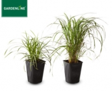 GARDENLINE&reg;Winterhartes Ziergras