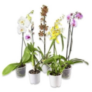 Orchideen-Mix 5.99&nbsp;&euro;