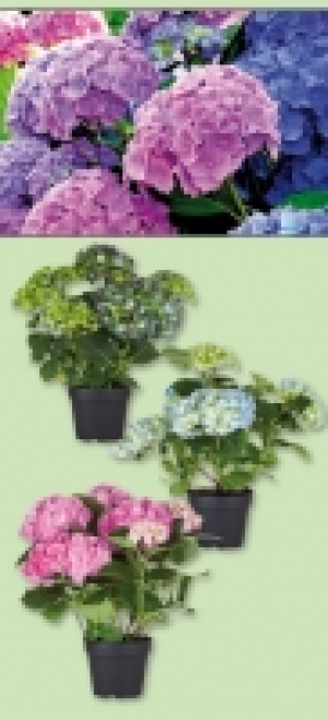Hortensie 5.99 €