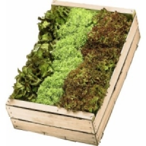 Salat Mix