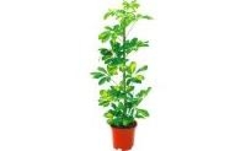 Grünpflanze 3.99 €