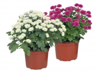 Chrysantheme 1.49 €