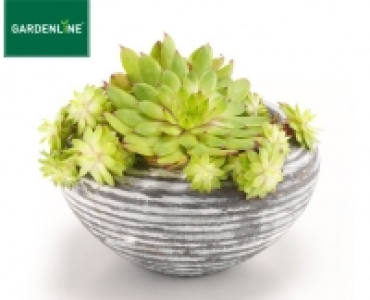 GARDENLINE®Steingartenpflanze 2.99 €