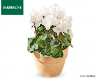 GARDENLINE&reg;Alpenveilchen
