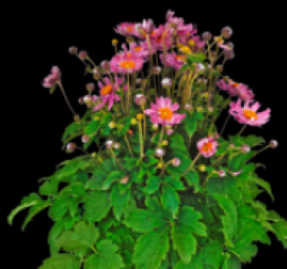 Anemone 5.99 €