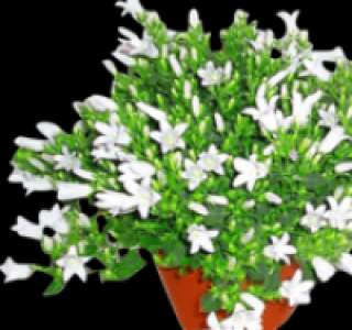 Glockenblume 2.49 €