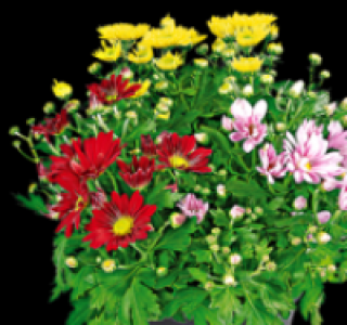 Chrysantheme 2.49 €