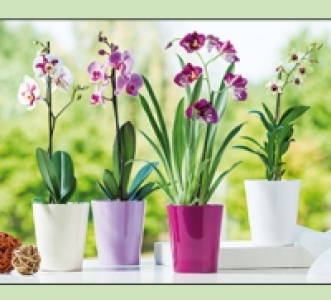 Orchideen 5.99&nbsp;&euro;
