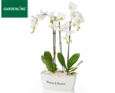 GARDENLINE®Exklusives Orchideen-Arrangement
