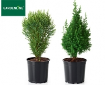 GARDENLINE®Konifere 1.99 €