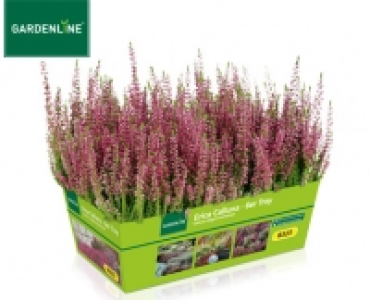 GARDENLINE®Erica Calluna