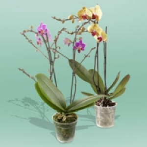 Phalaenopsis 2 Risper 8.99&nbsp;&euro;