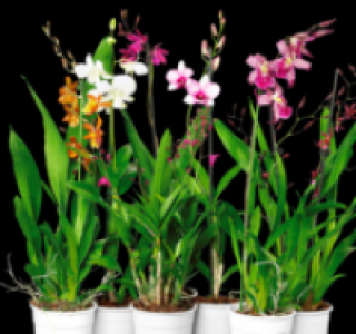 Orchideen 6.99&nbsp;&euro;