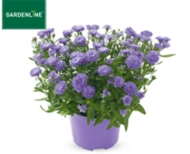 GARDENLINE®Herbstaster 2.99 €