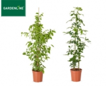 GARDENLINE®Solitärpflanze 8.99 €