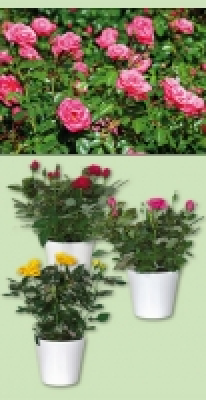 Topfrose 1.99&nbsp;&euro;