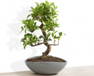 GARDENLINE®Bonsai