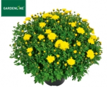 GARDENLINE®Bauern-Chrysantheme