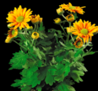 Chrysantheme 0.59 €
