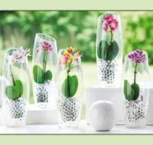 Mini-Phalaenopsis 6.99&nbsp;&euro;