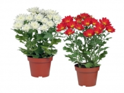 Chrysantheme 0.99 €