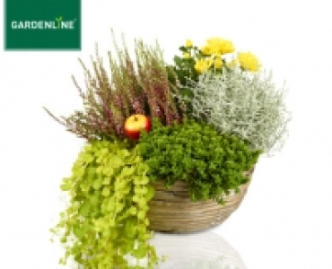 GARDENLINE®Bepflanztes Holzgefäß oder bepflanzter Weidenkorb 9.99 €