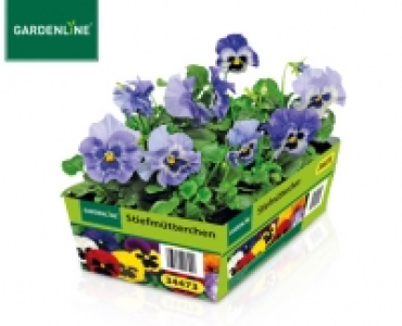 GARDENLINE®Stiefmütterchen, Chrysanthemen oder Nelken