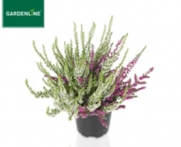GARDENLINE®Solitär-Lizenz-Callune CalluNova®, Juvelis®, WiBo´s®