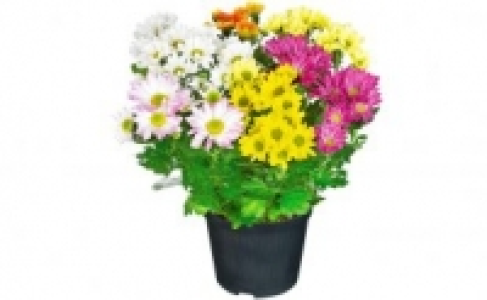 Chrysantheme 2.99 €