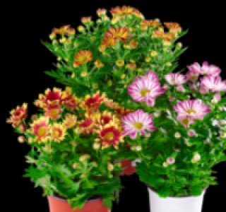 Chrysantheme 1.49 €