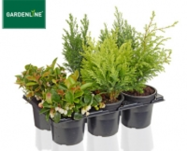 GARDENLINE®Herbstmix