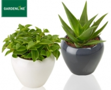 GARDENLINE®Sukkulente im Keramiktopf