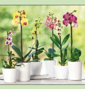 Orchideen 5.99&nbsp;&euro;