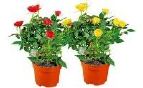 Topfrosen 1.99&nbsp;&euro;
