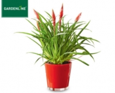 GARDENLINE&reg;Bromelie 6.99&nbsp;&euro;