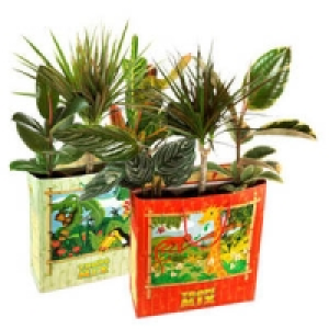 3 Gr&uuml;npflanzen in einer Tragetasche 5.99&nbsp;&euro;