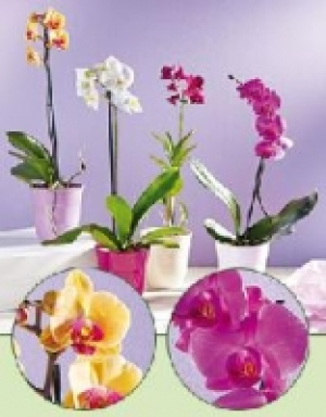 Orchideen 5.99&nbsp;&euro;