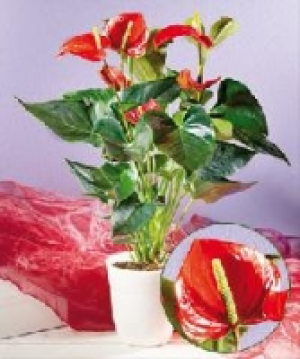 Flamingoblume Anthurie 4.99 €