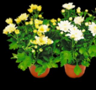 Chrysantheme 0.99 €