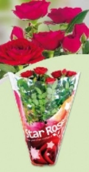 Topfrose 1.99&nbsp;&euro;