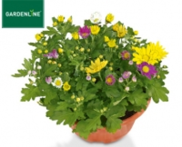 GARDENLINE® Chrysanthemenschale
