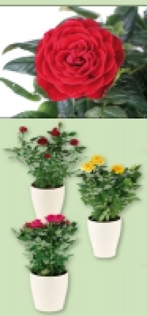 Topfrose 1.99&nbsp;&euro;