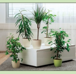Grünpflanze 3.99 €
