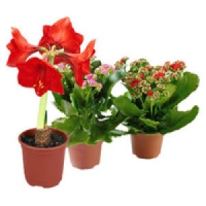 Blühpflanzen-Mix 2.99 €