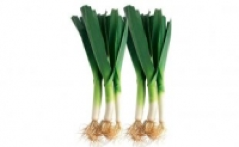 Lauch 0.99 €