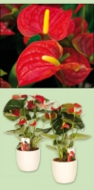 Flamingoblume Anthurie 4.99 €