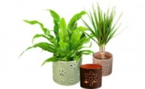 Grünpflanze 3.99 €