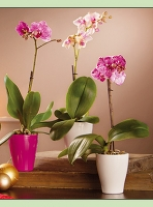 Phalaenopsis 5.99&nbsp;&euro;