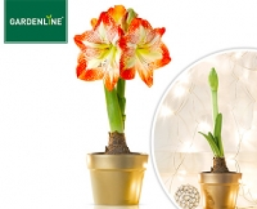 GARDENLINE® Amaryllis 2.99 €