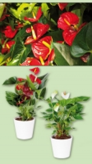 Anthurie 3.99 €